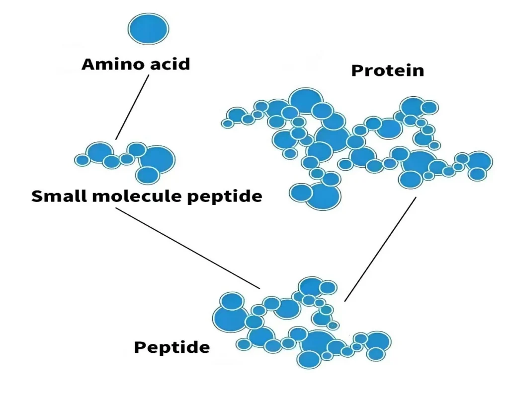 Peptide Structure Examples Introduction to Peptides • NuVion Health