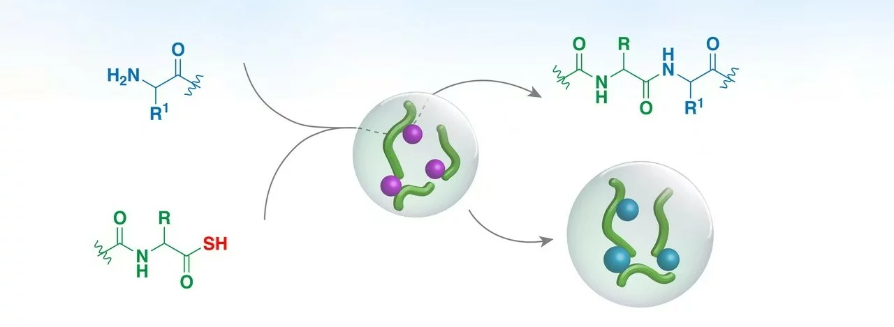 Peptide bond formation diagram